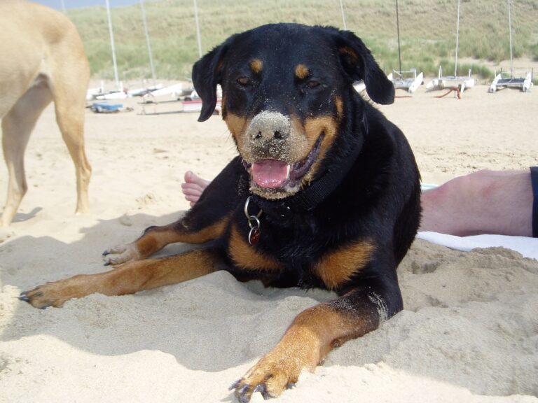 Hond op het strand.