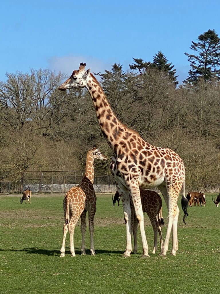 image of Giraffes in Knuthenborg Safaripark Lolland